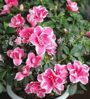 福建龍巖 綠意盎然的花木產業(yè)——從果樹苗木到禮品花卉的多元發(fā)展